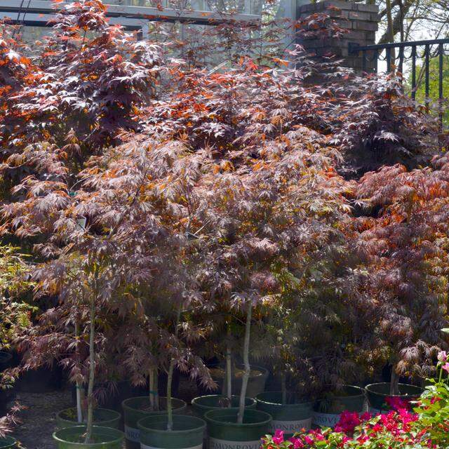 Japanese maples are great for shady locations.